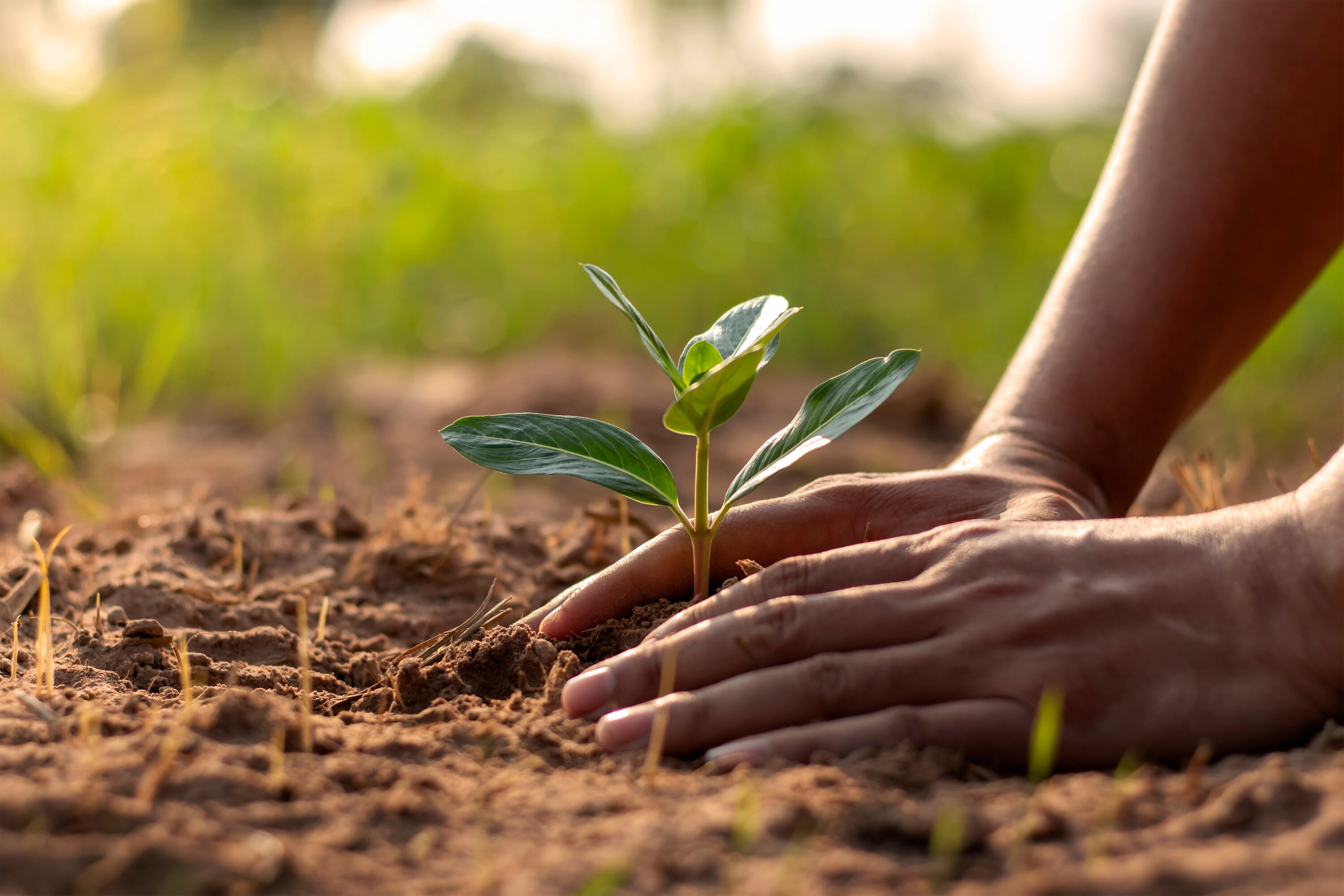 Planting a plant image